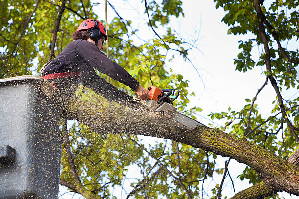 Best Large Tree Removal  in Heyville, AL